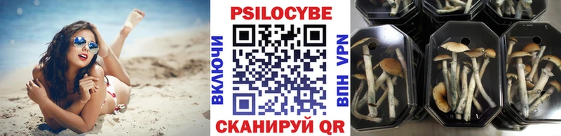 Псилоцибиновые грибы Psilocybe  где продают наркотики  Губкин 